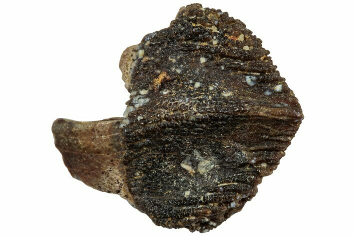 Fossil Dinosaur (Triceratops) Tooth Tip - Montana #234708